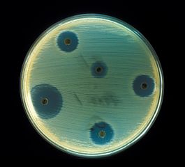 265px-staphylococcus_aureus_ab_test